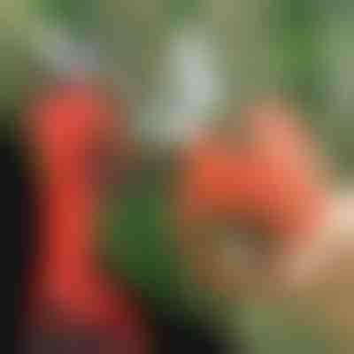 Električne škare | WHIZZPRUNER