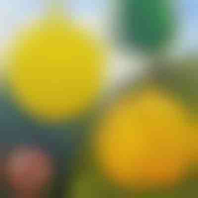 Viseće kuglice za hvatanje muha (6 kom) | BUGIORB