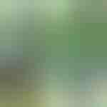 Stezaljke za biljke (14 kom) | PLANTPIN